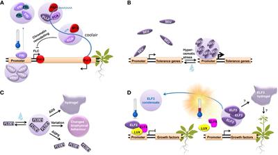 Environmental signals driving liquid-liquid phase separation – a molecular memory in plants?